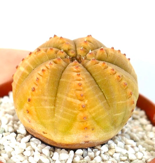 Euphorbia obesa seltener sukkulenter Kaktus mit rundem, geripptem gelbem Körper und kleinen Stacheln