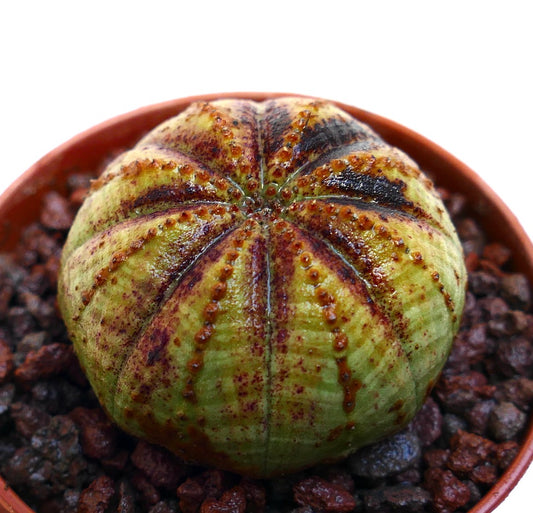 Euphorbia obesa sukkulent med rundet ribbet kropp og teksturerte brune merker