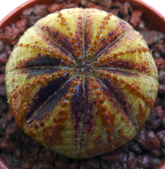 Euphorbia obesa sukkulent med rund form og karakteristiske gule og brune markeringer