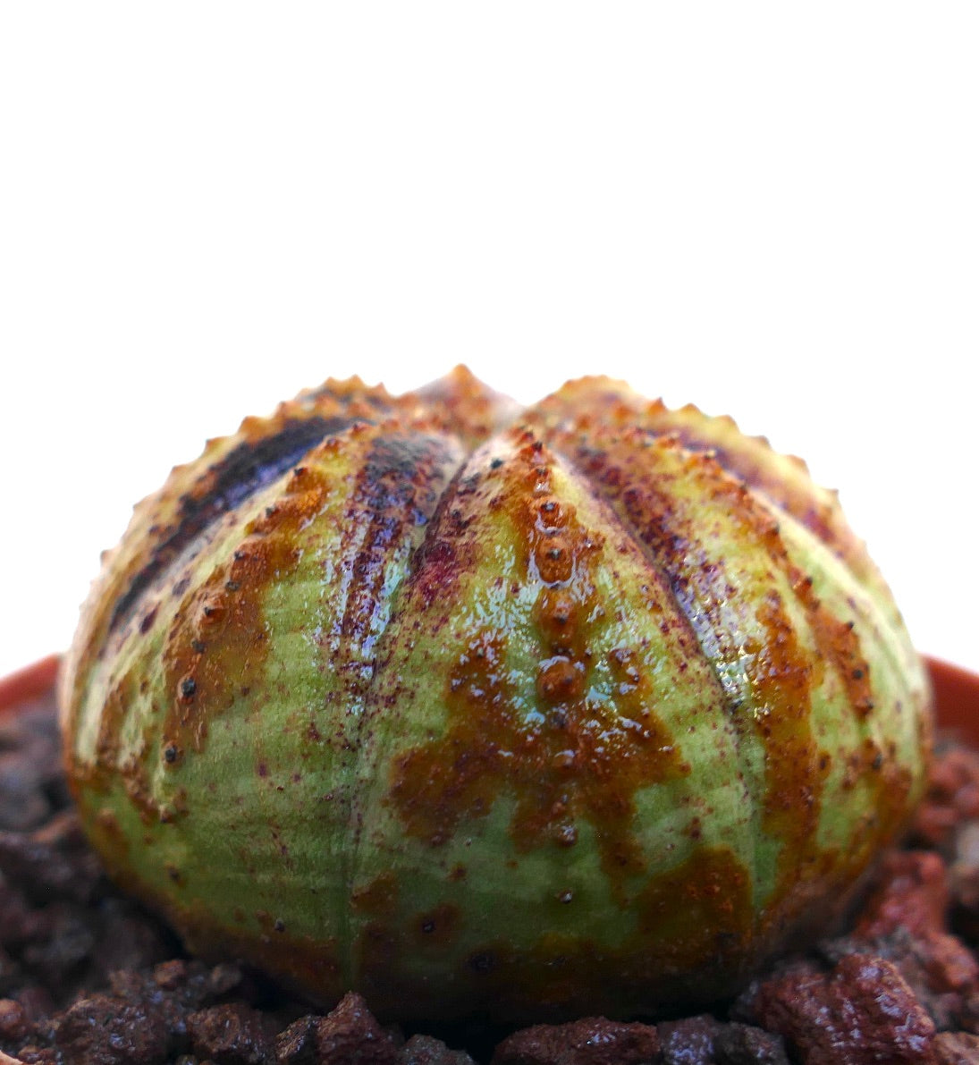 Euphorbia obesa sukkulent kaktus med avrundet ribbet kropp og teksturerte brune markeringer
