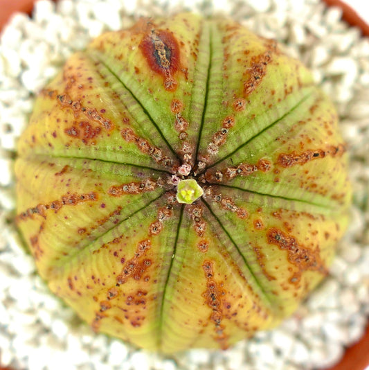 Euphorbia obesa YELLOW form with MARKS & DOTS