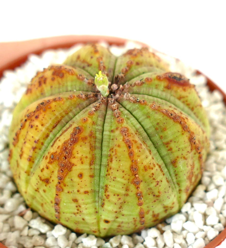 Euphorbia obesa YELLOW form with MARKS & DOTS