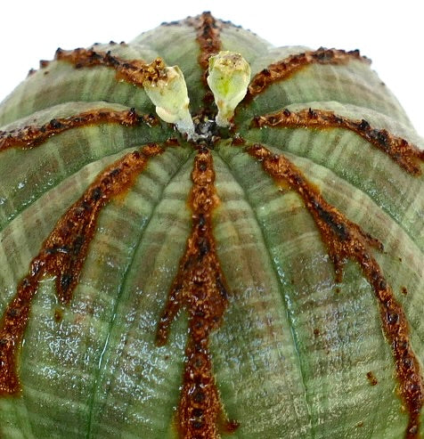 Close-up of Euphorbia obesa, showing its ribbed spherical body with brown ridges and two small yellow-green flowers at the crown.