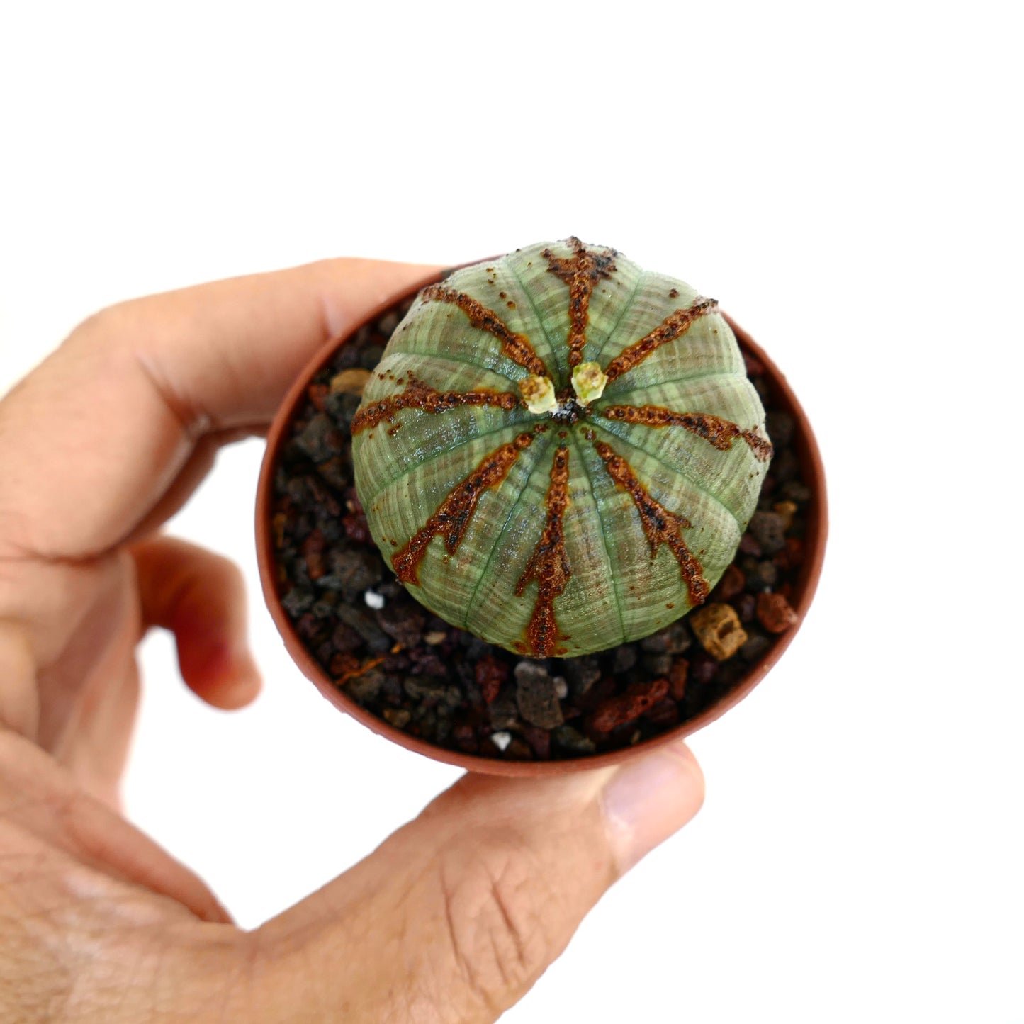 Euphorbia obesa in a terracotta pot held in hand, viewed from above, with symmetrical ribs and blooming flowers at the top.