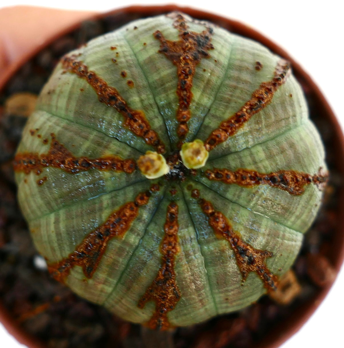 Top view of Euphorbia obesa, highlighting its round ribbed form with central yellow-green cyathia flowers.