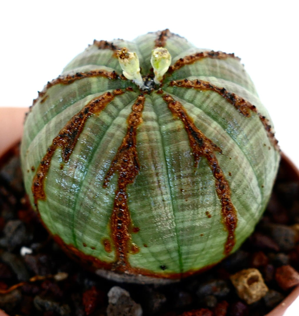 Angled view of Euphorbia obesa, displaying its ball-shaped green body, brown ridges, and two small flowers at the apex.