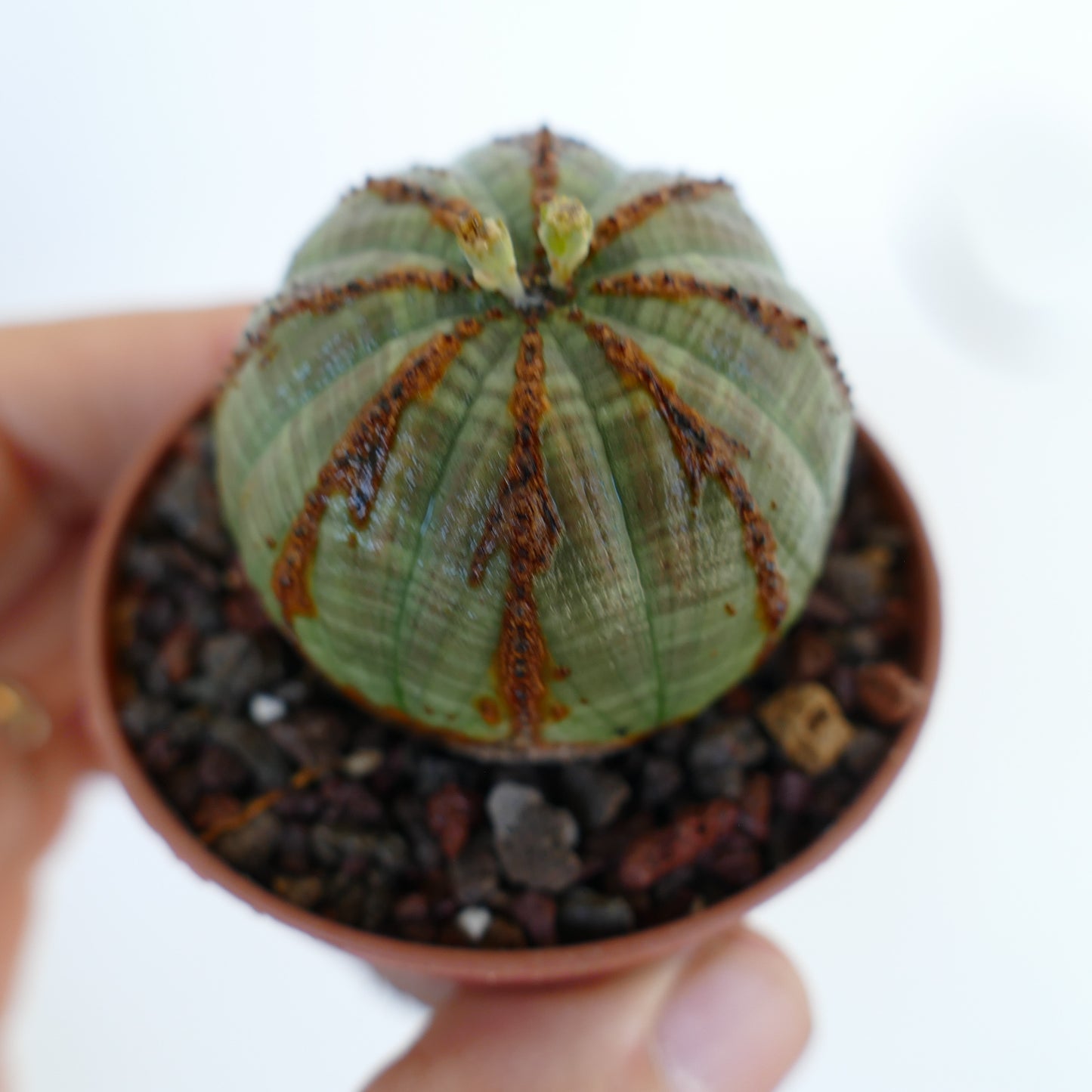 Euphorbia obesa in a pot held in hand, showing its ribbed spherical body with brown ridges and flowers emerging at the top.