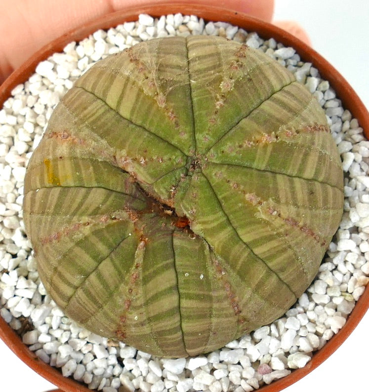 Euphorbia obesa succulent with round ribbed structure and subtle green striped pattern