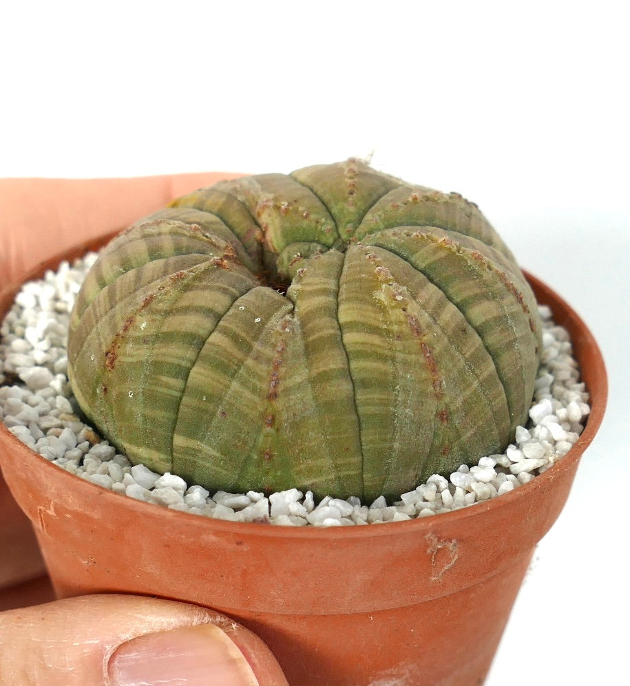 Euphorbia obesa dicotomic small round succulent with ribbed green body in terracotta pot