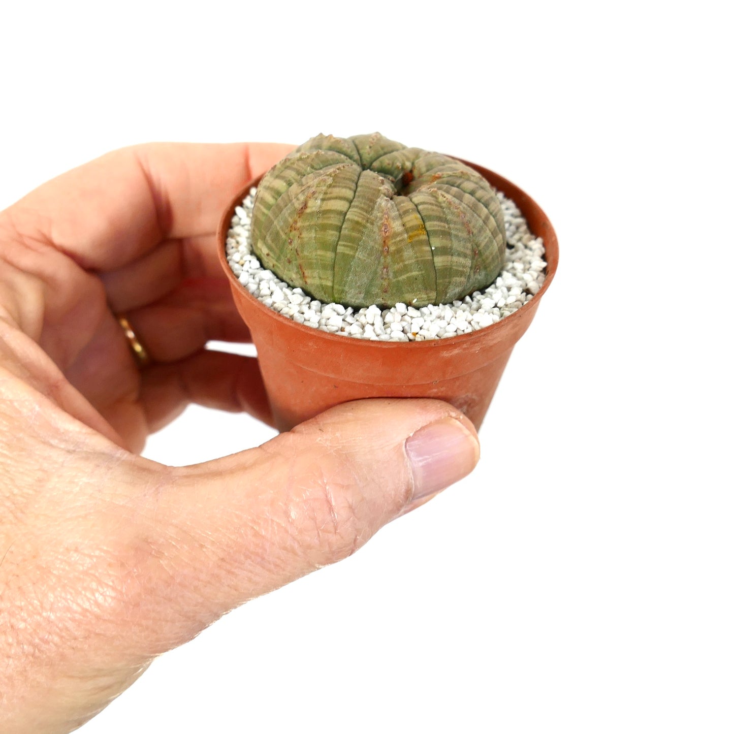 Euphorbia obesa dicotomic succulent with ribbed green rounded body in small pot