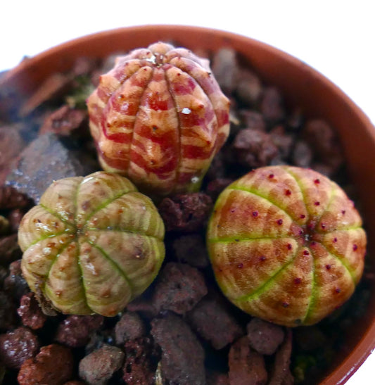 Euphorbia obesa pot of 3 amazing seedlings 427