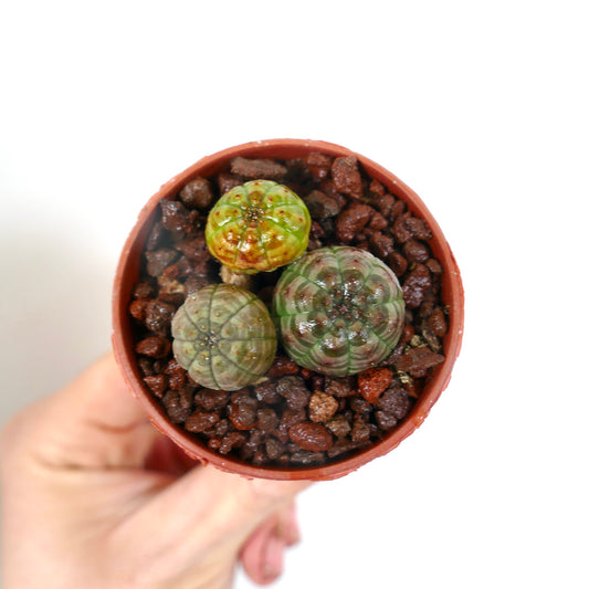 Euphorbia obesa sukkulent med avrundede ribbede kropper i liten brun potte