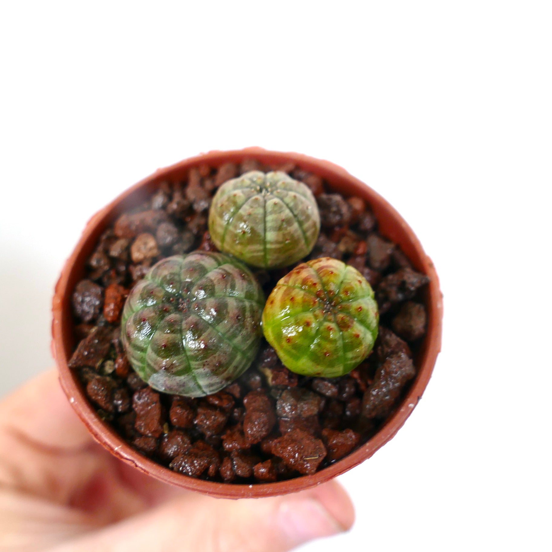 Euphorbia obesa petite succulente avec corps arrondis et côtelés et texture tachetée en pot