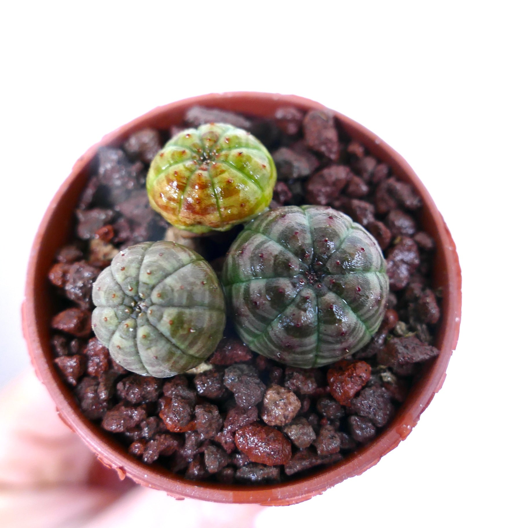Euphorbia obesa petite succulente ronde avec des tiges côtelées et tachetées en pot