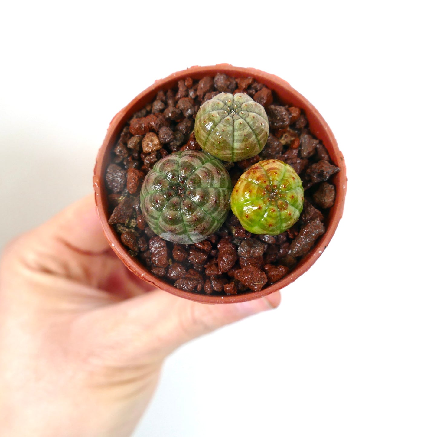Succulente Euphorbia obesa aux corps arrondis et côtelés dans un petit pot avec un sol rocheux