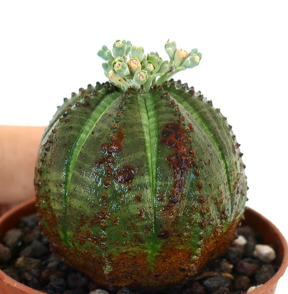 EuphorbiaobesaselectedGREENSTA