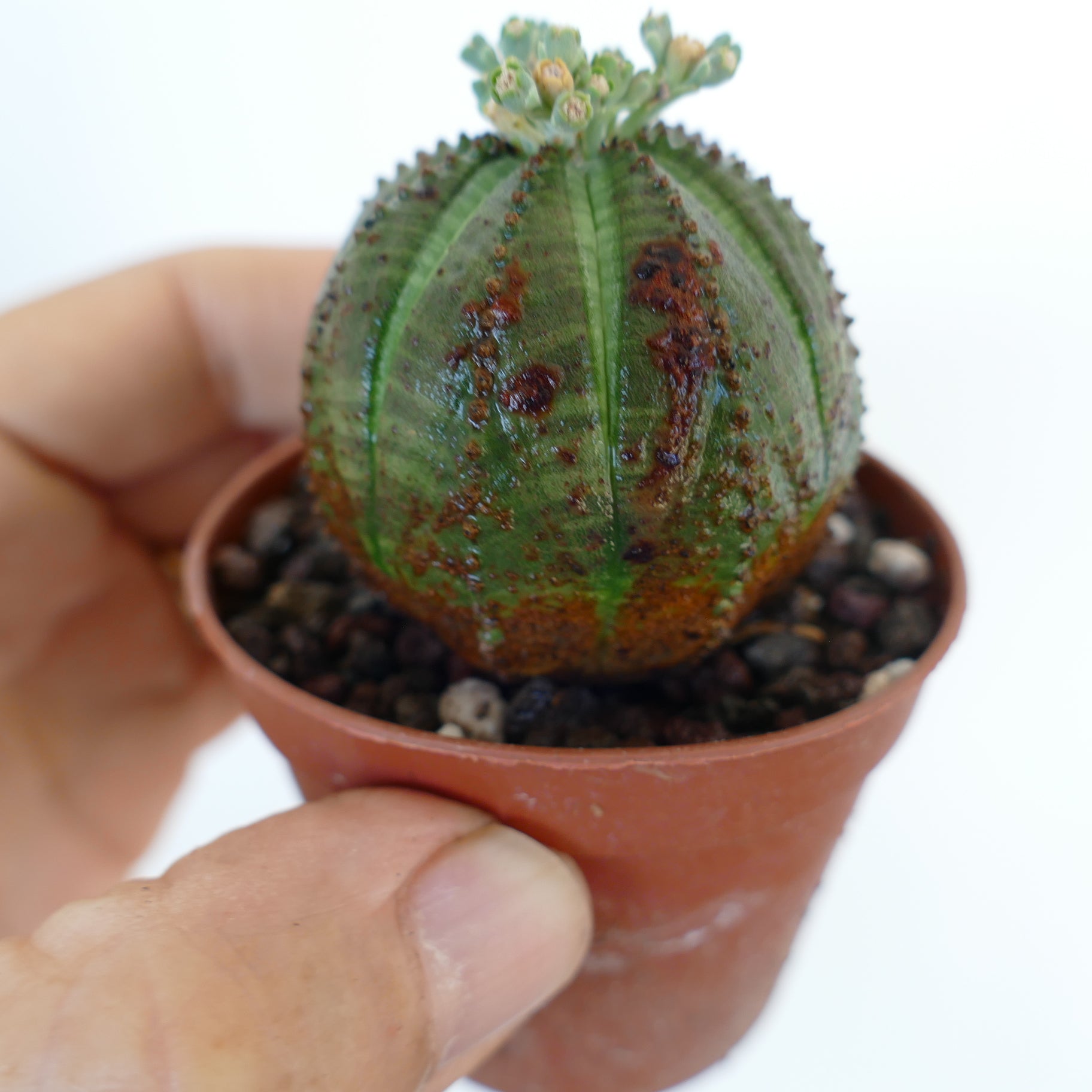 Euphorbia obesa photographed in hand, highlighting its spherical ribbed form with dark spots and new flower buds at the apex.