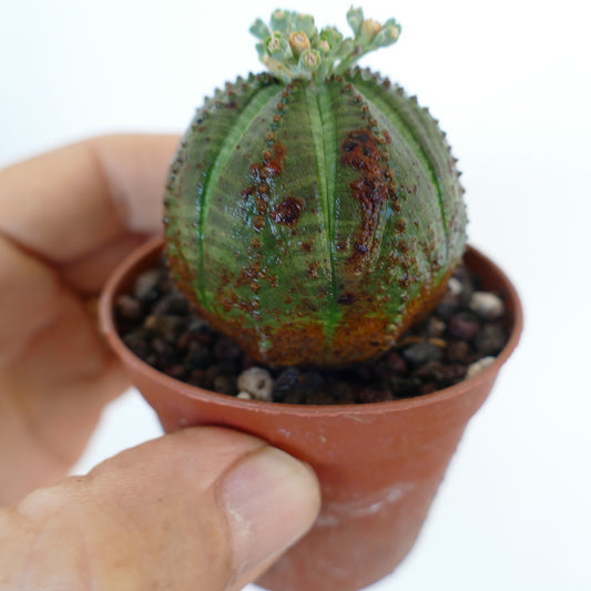 Euphorbia obesa fotografiada en la mano, destacando su forma esférica acanalada con manchas oscuras y nuevos brotes de flores en el ápice.