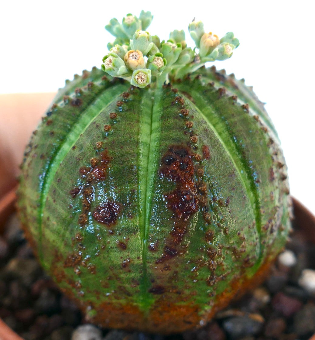 ユーフォルビア・オベサ | Botanical Archive | あなたの空間に