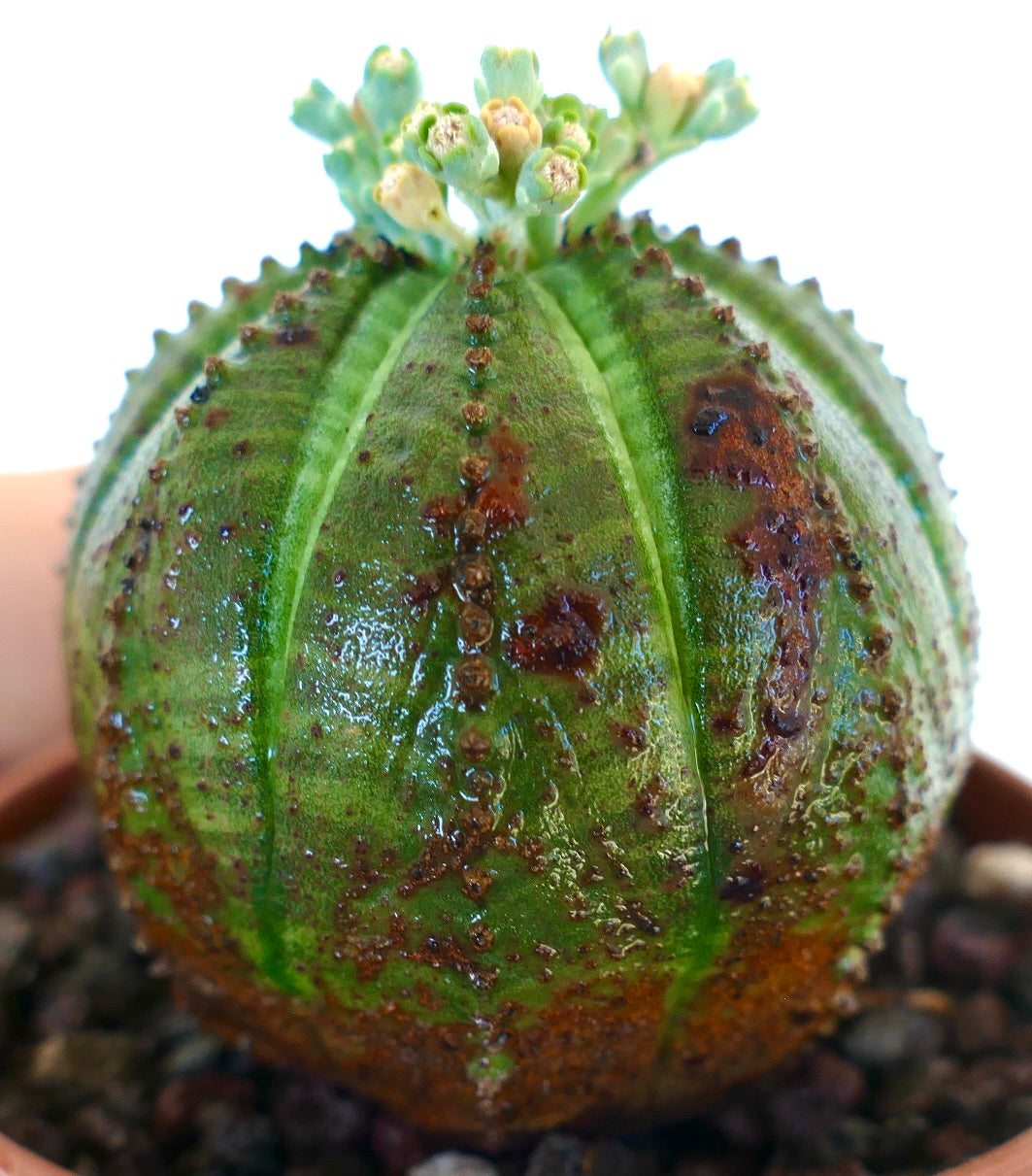 Euphorbia obesa in detail, showing its segmented ribs, spotted surface, and cluster of yellowish-green flowers growing at the crown.