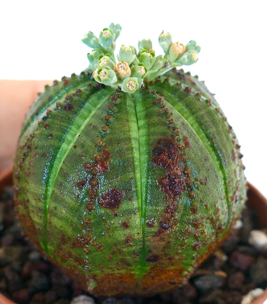 厳選】幅9.5cm 超特大ヴィンテージ オベサ ユーフォルビア・オベサ