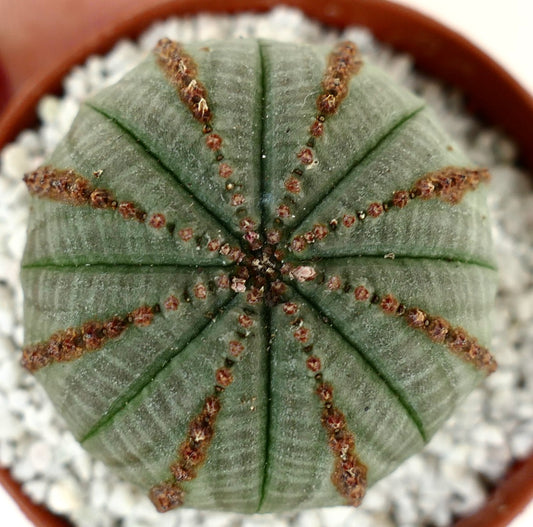 Euphorbia obesa with BROWN LINES