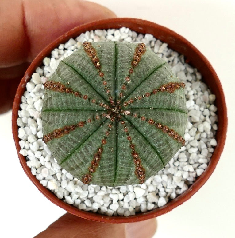 Euphorbia obesa with BROWN LINES