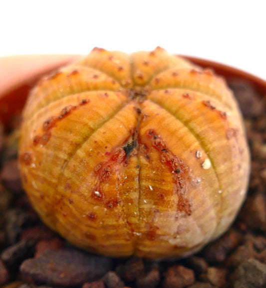 Euphorbia obesa rare succulent with rounded shape and reddish markings on ribs