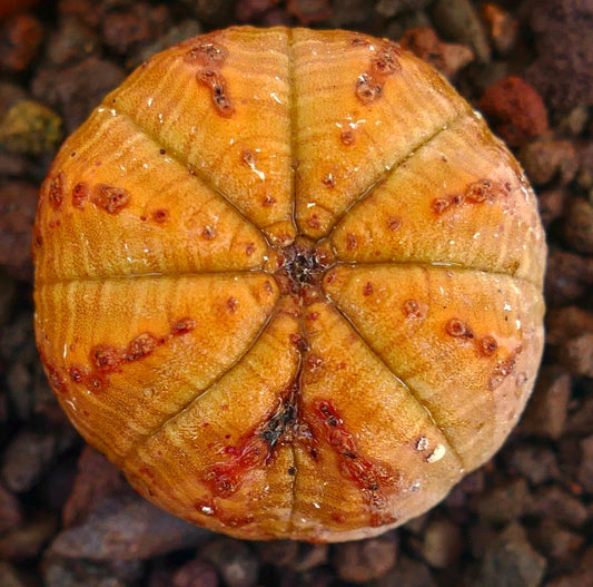Euphorbia obesa succulent with round ribbed structure and orange-brown markings