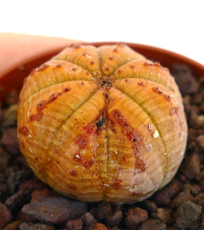 Euphorbia obesa seltene Sukkulente mit rundlichem, geripptem Körper und rötlichen Zeichnungen