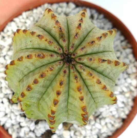 Euphorbia obesa x Euphorbia horrida Sukkulente mit gerippter Struktur und braunen Stachelmarkierungen