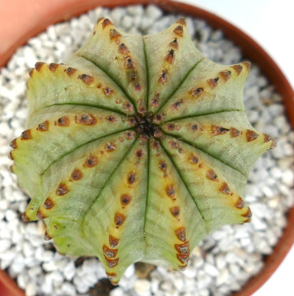 ユーフォルビア・オベサ × ユーフォルビア・ホリダ | Botanical