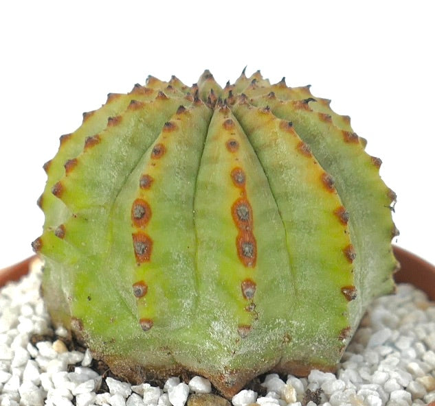 Euphorbia obesa x Euphorbia horrida suculenta rara cactus con cuerpo acanalado y areolas marrones