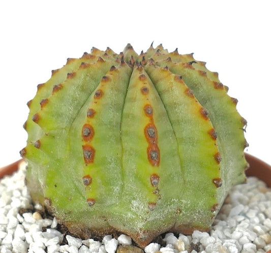Euphorbia obesa x Euphorbia horrida seltener Sukkulenten-Kaktus mit geripptem Körper und braunen Areolen