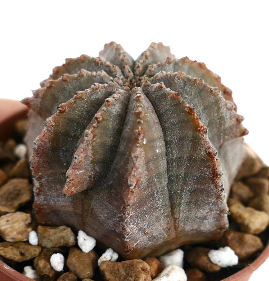 에우포르비아 오베사 x 에우포르비아 호리다 회색 다육 식물 선인장, 골이 진 질감 있는 표면과 작은 가시가 있음