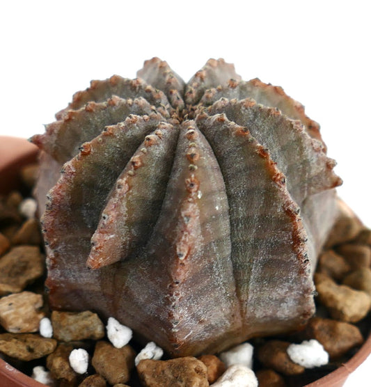 ยูฟอร์เบีย โอเบซา x ยูฟอร์เบีย ฮอริดา กระบองเพชรอวบน้ำสีเทาที่มีพื้นผิวย่นเป็นร่องและหนามเล็ก ๆ