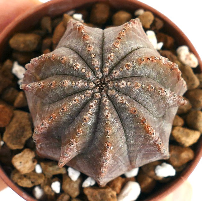 에우포르비아 오베사 x 에우포르비아 호리다 회색 다육 선인장, 골이 진 구조와 작은 가시가 있음