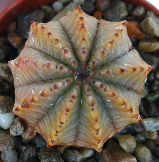 Top view of Euphorbia obesa x horrida hybrid, a ribbed succulent with pointed ridges, orange-brown highlights, and small dark tubercles, growing in a pot with pebbles.
