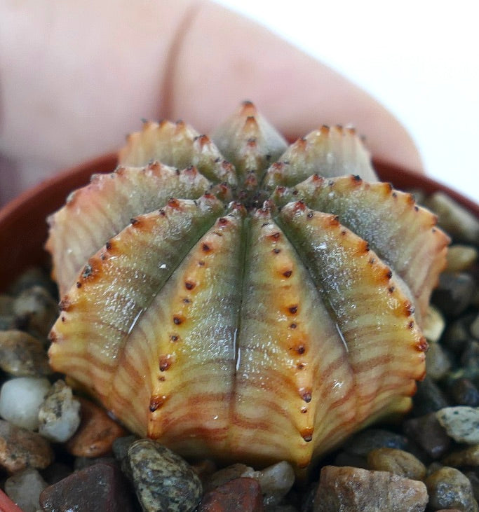 Euphorbia obesa x horrida seen from the side, showing its rounded body with sharp vertical ribs, striped green and orange coloration, and rows of raised tubercles along each ridge.