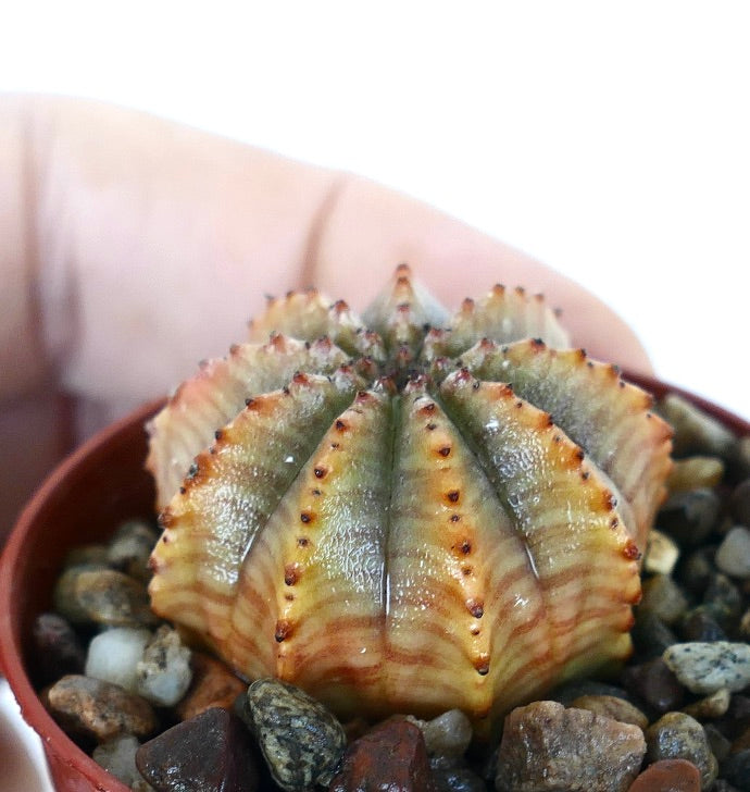 Close-up of Euphorbia obesa x horrida in a pot, displaying its compact, ribbed structure with yellow-orange tones, dark tubercles on the ridges, and a slightly glossy surface.