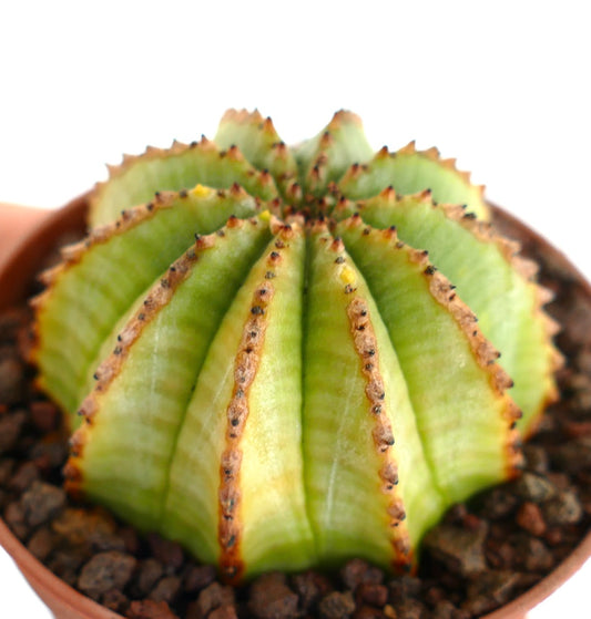 Euphorbia obesa x horrida Sukkulenten-Kaktus mit geripptem hellgrünem Körper und braunen Stacheln