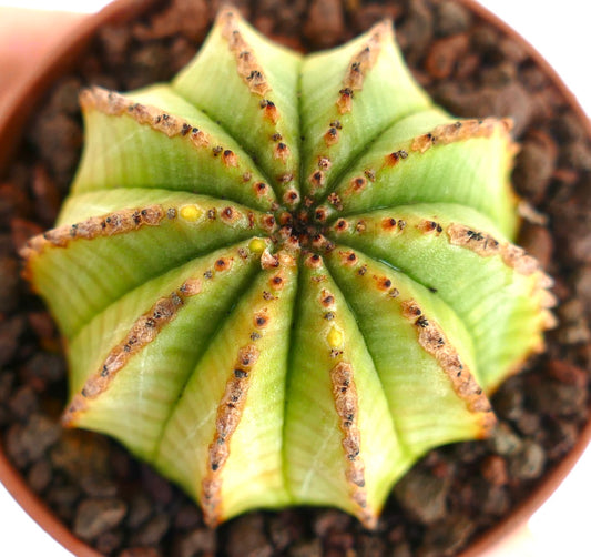Euphorbia obesa x horrida Sukkulente mit gerippter Struktur und kleinen Stacheln im Terrakottatopf