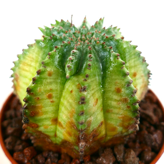 Euphorbia obesa x horrida (KIKKO VARIEGATED) 19TP