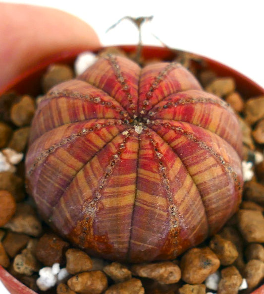 Euphorbia obsa succulent with rounded ribbed body and pinkish striped pattern