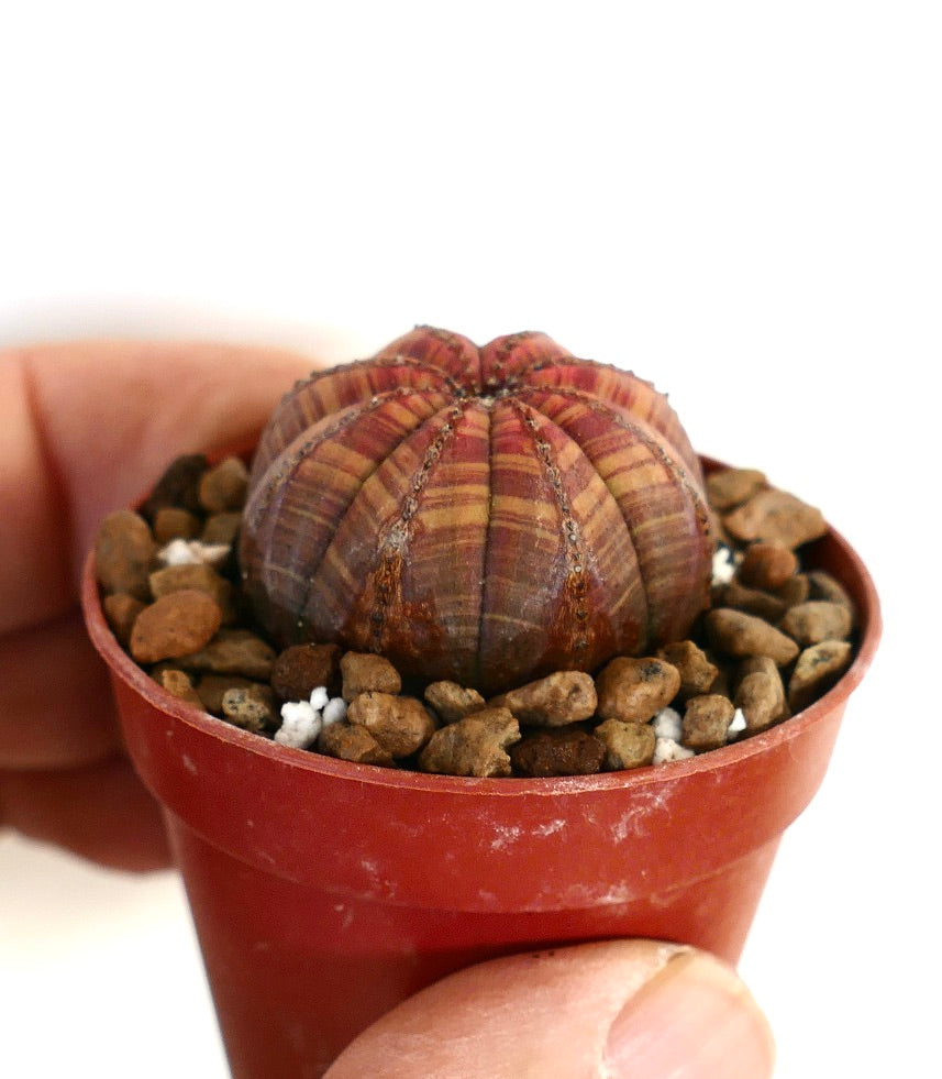 Euphorbia obsa piccola succulenta con fusto scanalato, striato di color marrone rossiccio in vaso