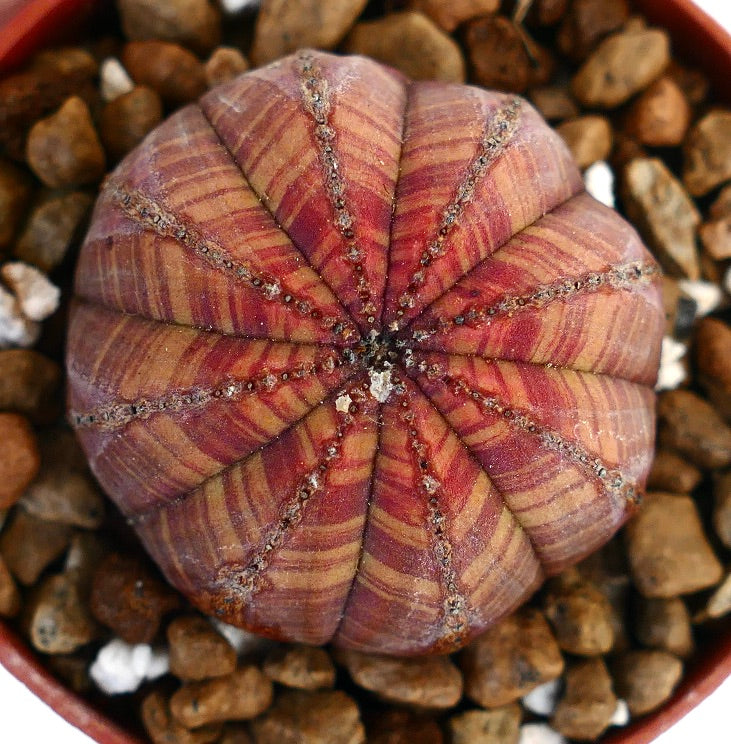 Succulenta Euphorbia obsa con corpo arrotondato a costole e motivo striato rosato