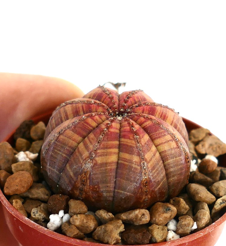 Euphorbia obsa rara succulenta con corpo arrotondato costolato e motivo a strisce rosate