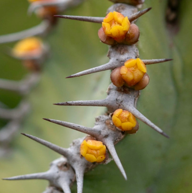 Euphorbia parciramulosa SEEDS