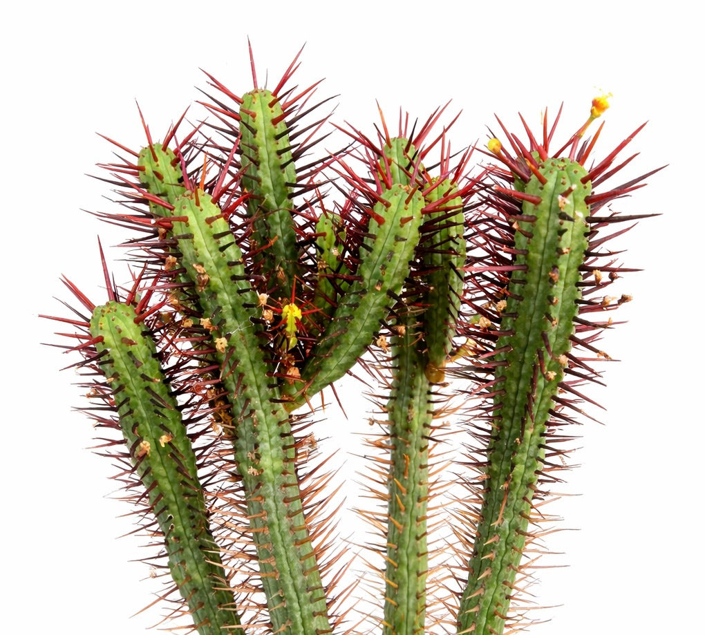 Euphorbia pentagona succulent cactus with green stems and prominent red spines