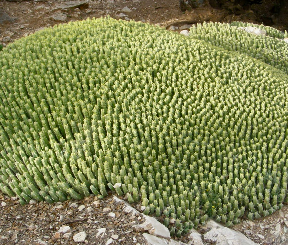 Euphorbia resinifera dense succulent cactus with clustered green spiny stems growing on rocky soil